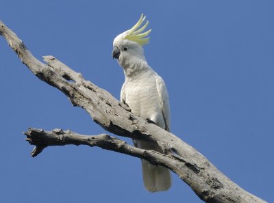 Cockatoo