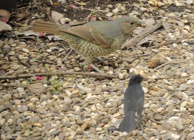 Bower Bird  eating a Bardi Grub Moth & a Willy Wagtail waiting for leftovers.
