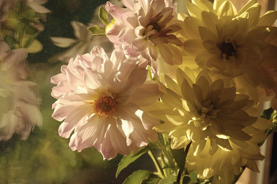 Dahlias on the windowsill.