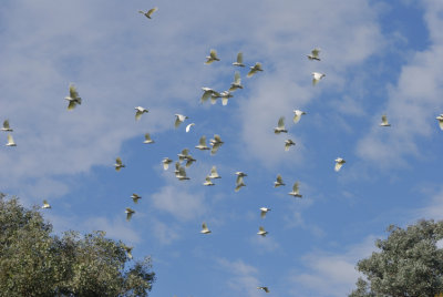 Some of a very large flock of Cockatoos
