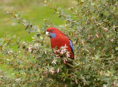 Crimson Rosella feeding on native Fuschia Shrub - through the window.