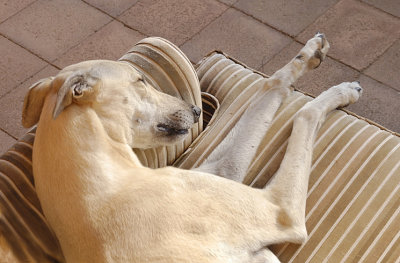 Tom taking his afternoon nap on the pre-loved outside doggy couch.