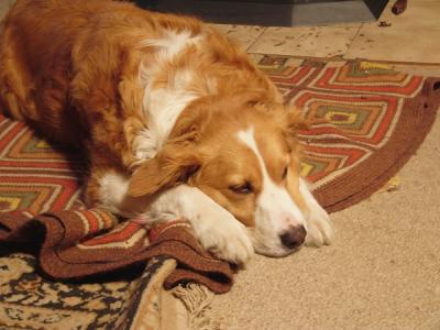 Daisy dreaming doggy dreams.