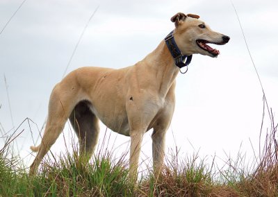 Surveying the paddocks.