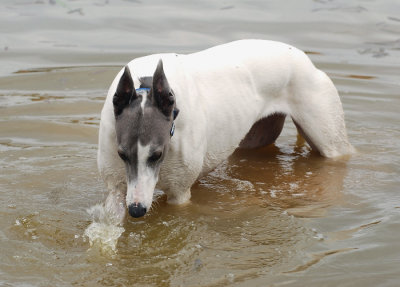 Hilary's first attempts of splashing in the dam and not quite sure what to make of it.