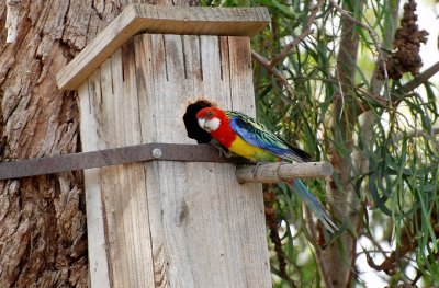 Male Eastern Rosella checking out the nesting box.