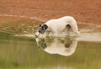 After the morning walk in muggy weather.