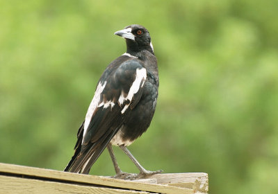 Mother Magpie taking a brief time out from her very demanding single offspring from this season.
