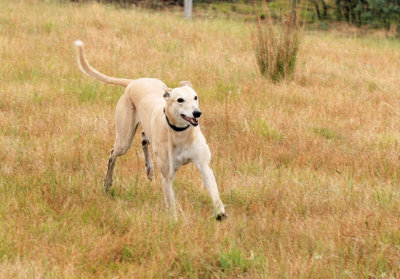 Honey hurrying to catch up and go through the gate to the dam