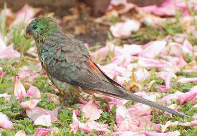 Male Grass Parrot or Red-rumped Parrot in the rain.