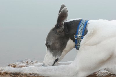 Hilary cooling off on the damp clay at the water's edge.