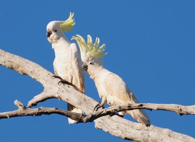 Sulphur Crested Cockatoos