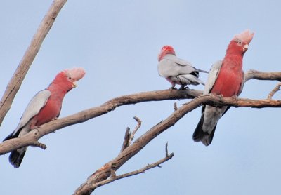 Three young Galahs waiting for their evening feed.