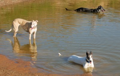 Three ways of cooling down after a walk.