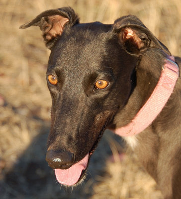 3 y.o. foster Grey, Cindy, with the most remarkable golden eyes,