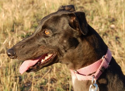 3 y.o. foster Grey Cindy wishing she could chase the bunnies.