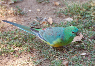 Male Grass or Red-rumped Parrot - through the window.