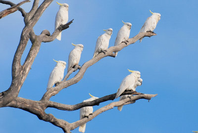 Cockatoos - it was cold early this morning.