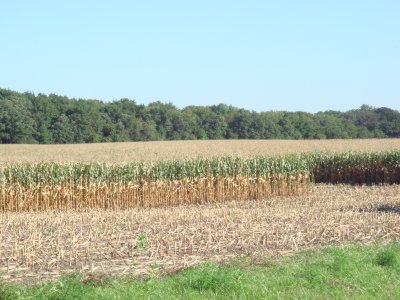 Corn Field