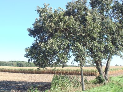 Tree and Corn Field