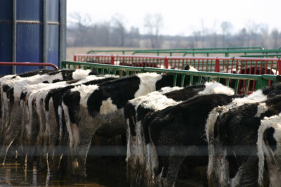 Cows Eating