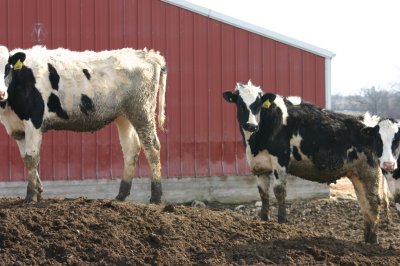 My Neighbors (The Cows)