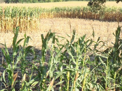 Corn Field