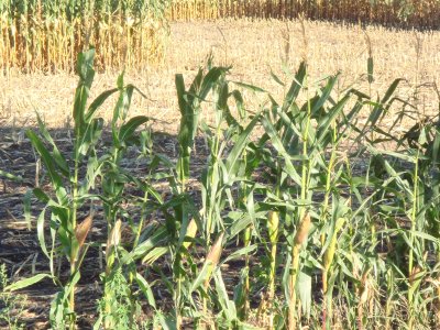 Corn Field