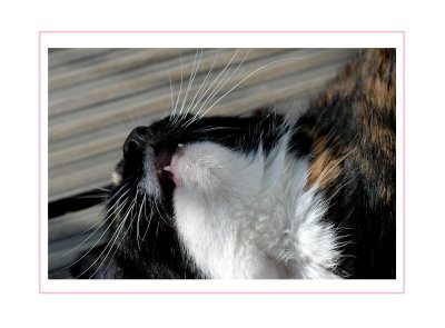A Cat's Life !