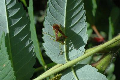 Look What I Found Hiding Under A Leaf !