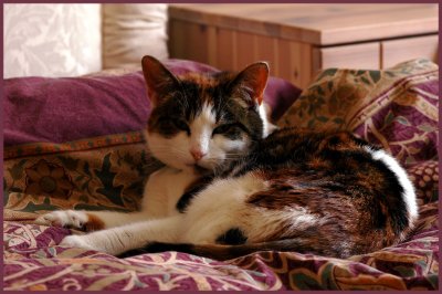 UH OH !  . . . she's found the bed !
