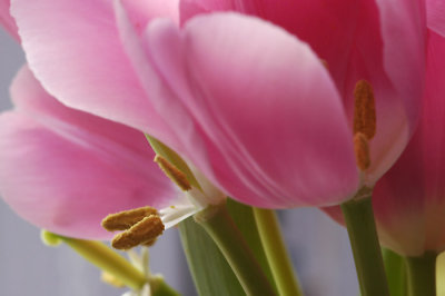 Tinkering with tulips