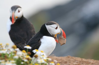 Puffin clearing out burrow