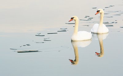 Mute swan pair breaking ice