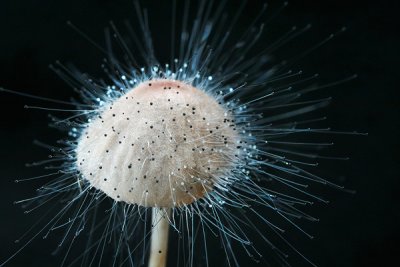 Mould on a Mushroom