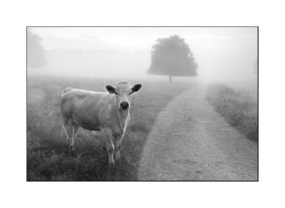 Meeting in the Mist