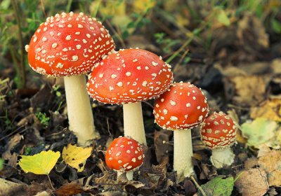 Fly Agaric Family, Amanita muscaria