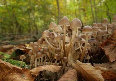 Mycena Inclinata