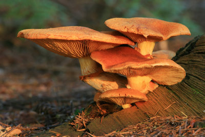 Gymnopilus junonius