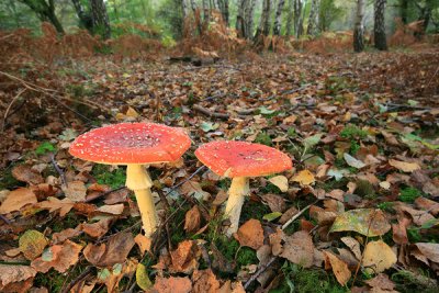 Fly Agaric/Amanita muscaria