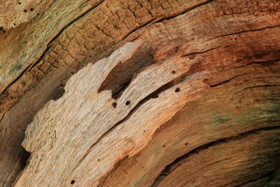 Colourful Bark