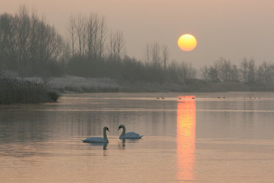 Swan pair at sunrise