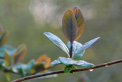 Honeysuckle