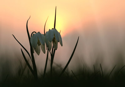 Fritillaries at sundown