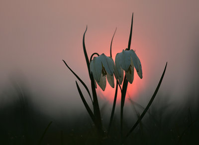 Flower Radiance