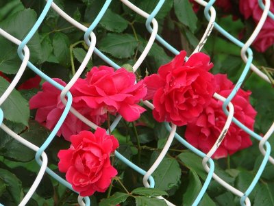 Roses through the Chain Link Fence