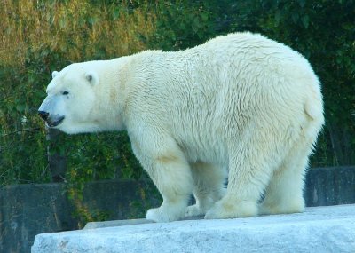 Polar Bear