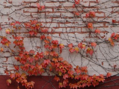 Ivy on a Brick Wall