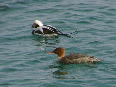 Long Tailed Duck and a Red Breasted Merganser
