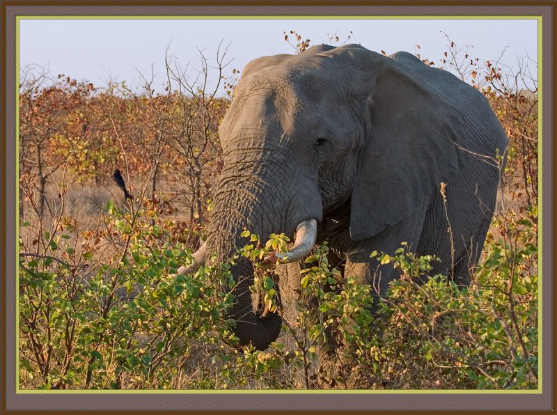 Elephant (5017)